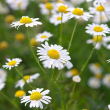 Load image into Gallery viewer, Herbal Tea Garden Seed Kit (8 packets inside)