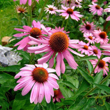 Load image into Gallery viewer, Herbal Tea Garden Seed Kit (8 packets inside)