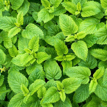 Load image into Gallery viewer, Herbal Tea Garden Seed Kit (8 packets inside)